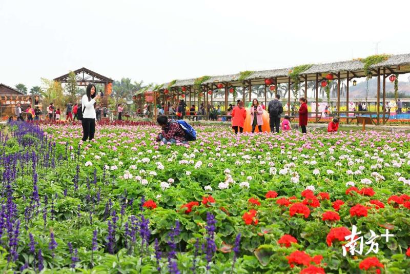 本届油菜花节以油菜花为主角，配以多姿多彩的樱花、薰衣草、金鱼草等，园内百花齐放、万紫千红，吸引了大批游客观赏。