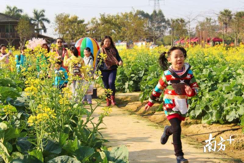 	盈香生态园内共种有500亩油菜花，游客在油菜花田里开心地穿梭。