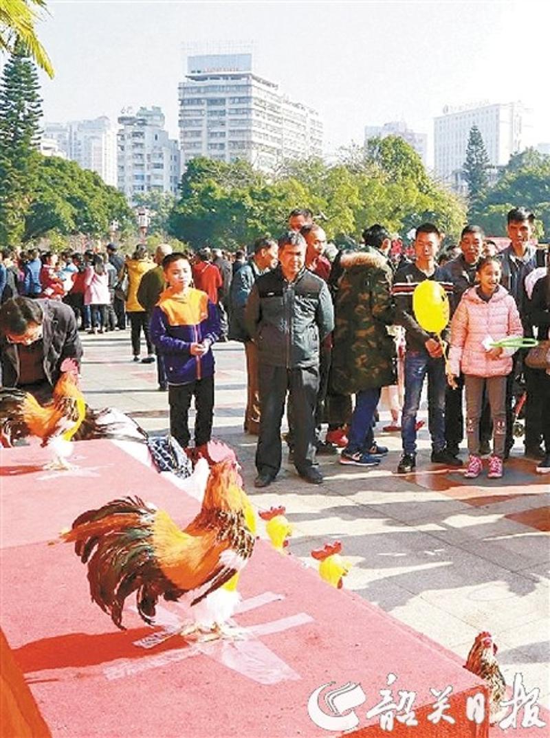 市民在玩套“鸡”游戏。　杨纯摄