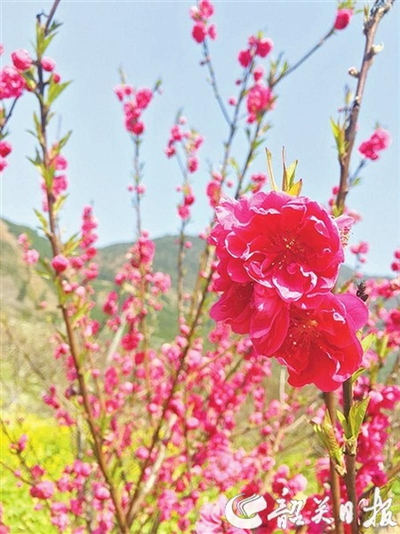 桃花。 邱日欣 摄