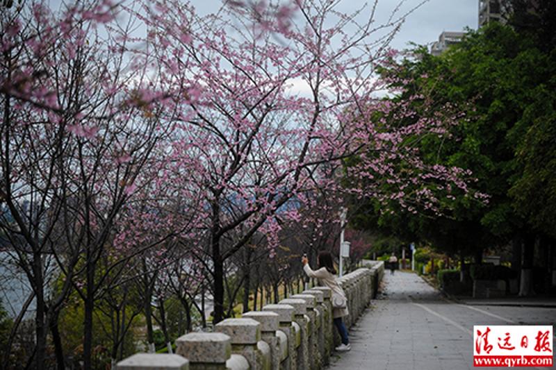 2月8日，江边北岸的樱花开了，吸引路人停留欣赏拍照。清远日报记者 邱炜民 摄