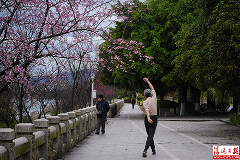 2月8日，江边北岸的樱花开了，一位市民边散步边做运动。清远日报记者 邱炜民 摄