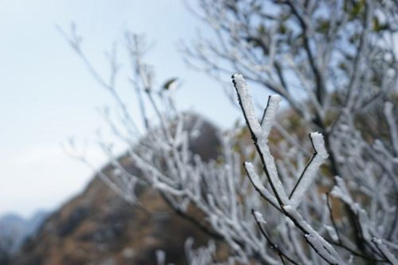 ↑阴那山雾凇景观。 （朱静茹　摄）