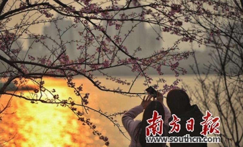 夕阳下，清远凤城广场江边的几棵樱花开得正灿烂，引来不少市民顶着寒风赏樱拍照。 南方日报记者　曾亮超　摄