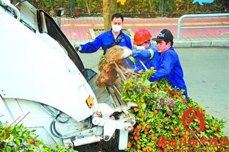 环卫工人在收运市民丢弃的年花年桔。/佛山日报记者周文琪 摄