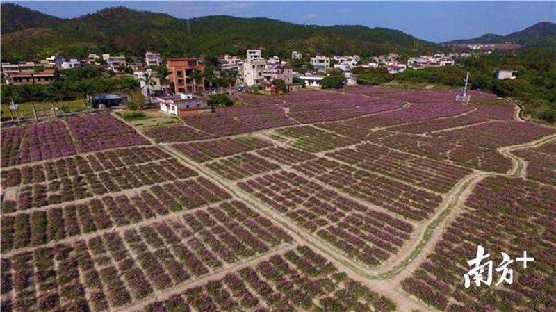 盛开的格桑花犹如一块紫色的地毯。本组图片 梁维春 摄