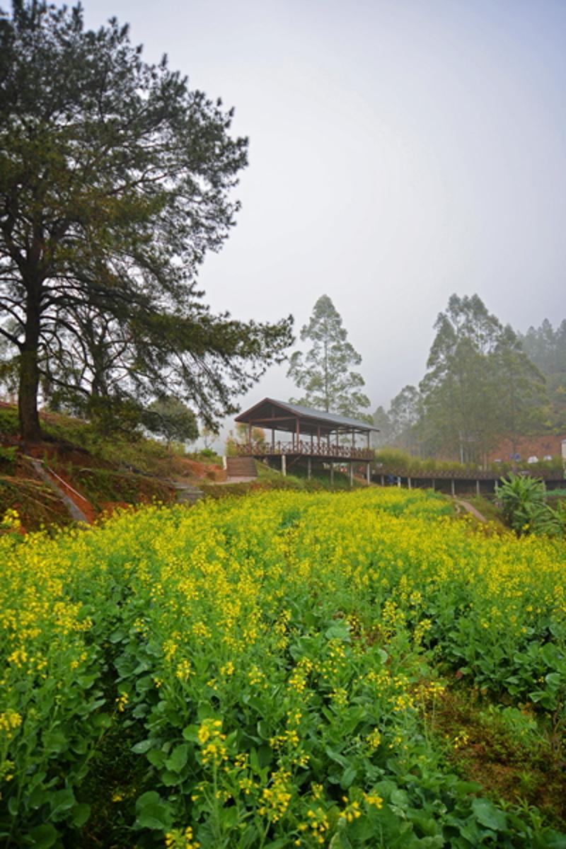 梅州大埔坪山千亩梯田油菜花盛放迎客