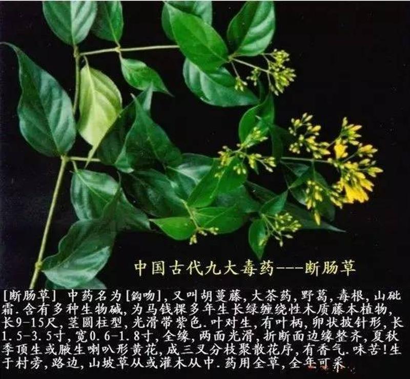 河源一夫妇误食断肠草中毒昏迷,教你识别这种毒草 !