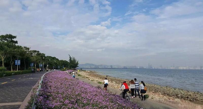 赏花地点:深圳湾公园大面积种植,其他公园有分布.
