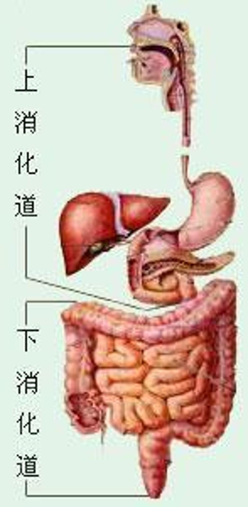 消化道出血是消化系统的多发病,这类疾病常常以黑便,血便,呕血为首发