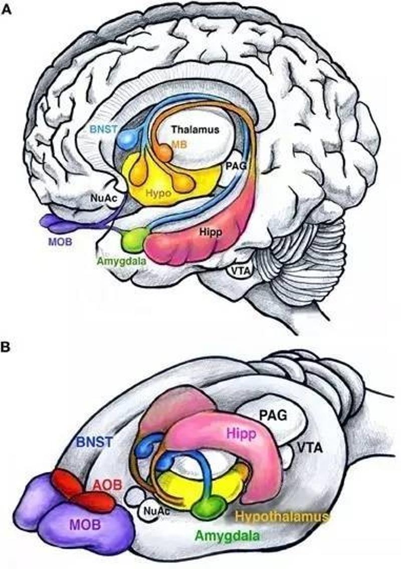 一些之前的研究推测,小鼠大脑里一个叫 杏仁中央核(the central