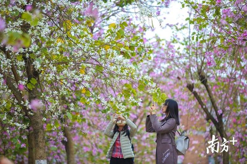 华南农业大学,盛开的紫荆花粉嫩娇艳.女生们驻足拍照.