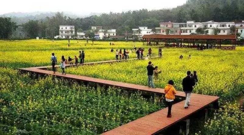 花都梯面镇红山村