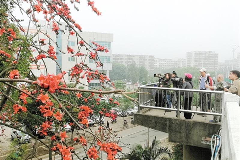 江礼大桥旁,摄影爱好者们架起"长枪短炮"拍下小鸟在木棉花上觅食的