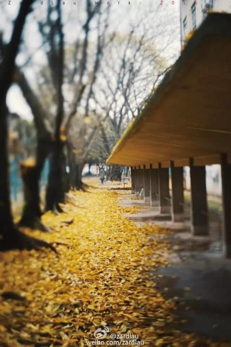 一场大雨后,一夜之间,广州这些地方已刷爆了朋友圈