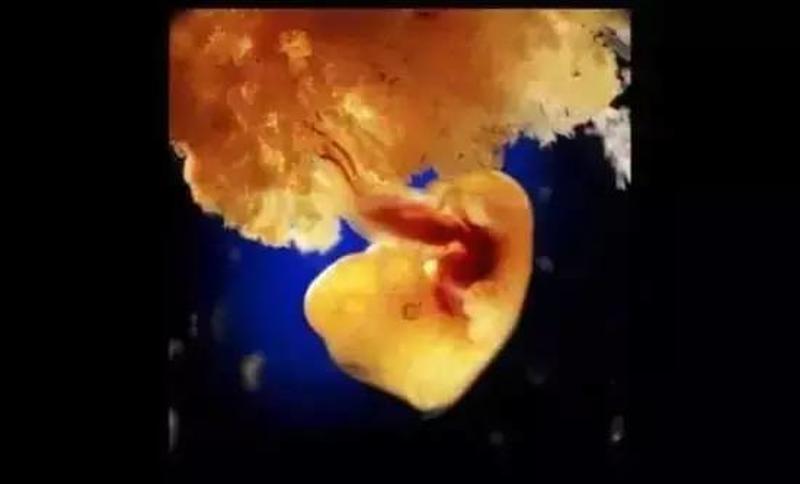 ▼ 40天 外层胚胎细胞与松散的子宫表层融合,形成胎盘.