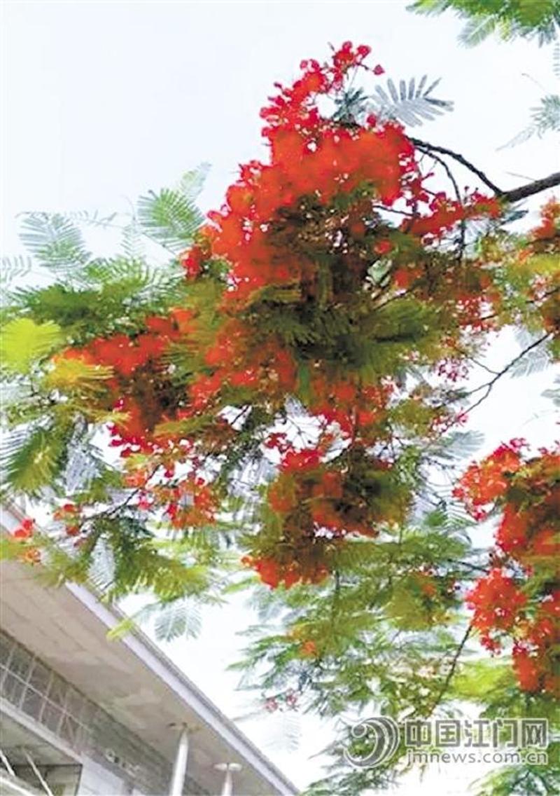 凤凰木,取名于"叶如飞凰之羽,花若丹凤之冠",别名金凤花,红花楹树