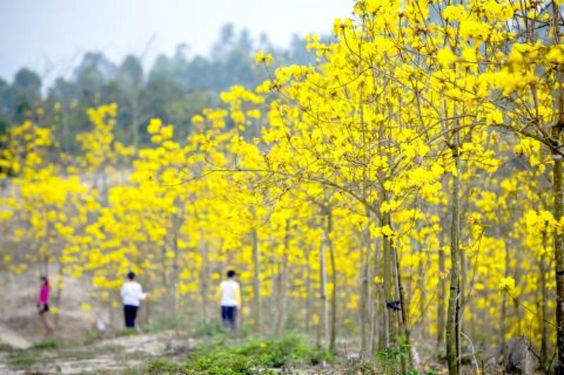 惊艳!揭西高田农场黄花风铃开满漫山遍野