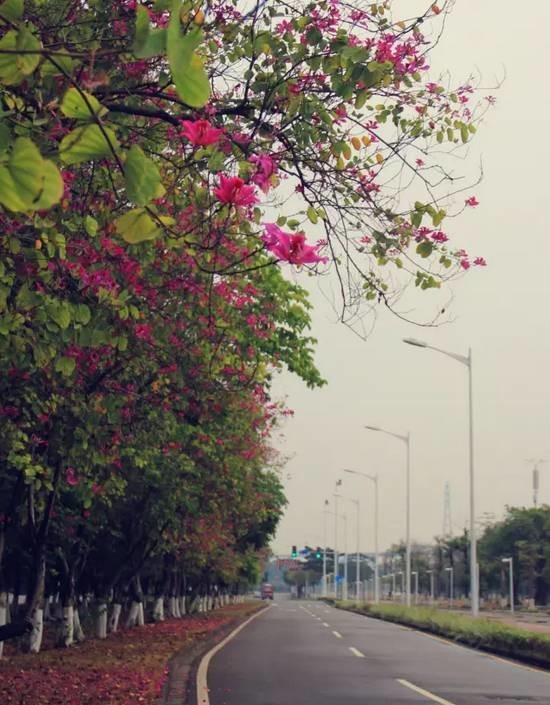 广州大学城各校"校花"出炉,最美的居然是