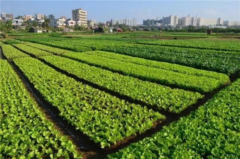 1 蔬菜田化学除草,多采用土壤处理,但必须在播种前或播种后出芽前用药