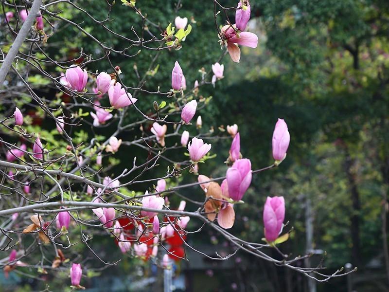 玉堂春又名玉兰,花繁而大,颜色或明丽或素净,美观典雅,象征富贵与吉祥