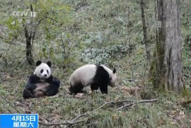 中国首只放归野外雌性大熊猫被拍到"野"性十足惹人爱