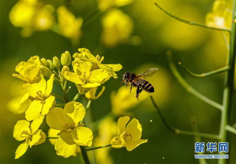 4月17日,在匈牙利采格莱德附近,一只蝴蝶停在油菜花上.新华社/欧新