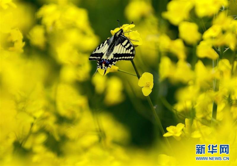 4月17日,在匈牙利采格莱德附近,一只蝴蝶停在油菜花上.新华社/欧新