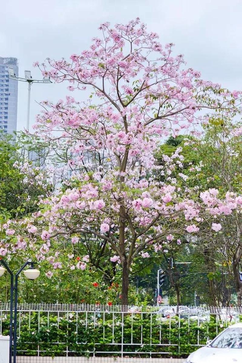 【行摄】还在为看樱花挤人海?这里的花开得这么浪漫,美醉了.