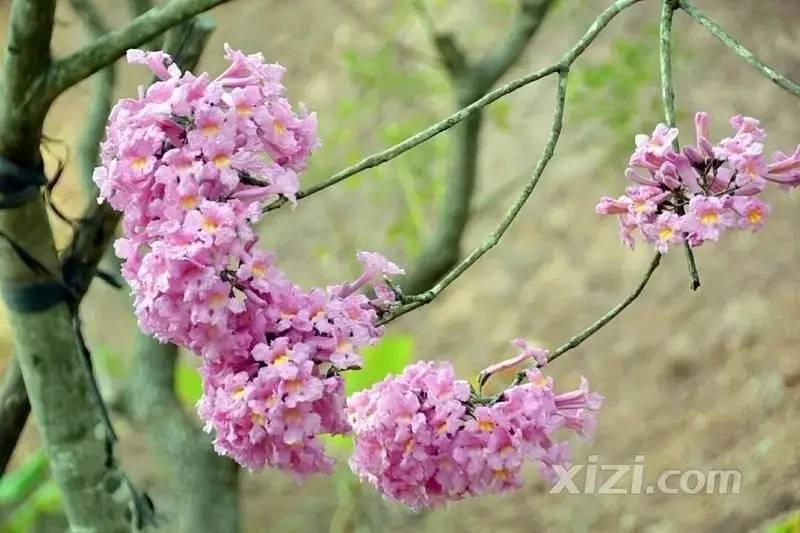 除了黄花风铃木,没想到惠州还有红花风