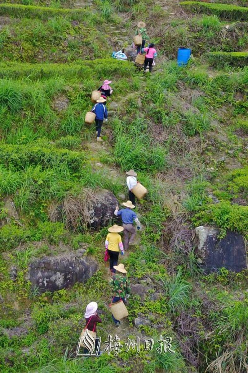 茶田一般都在海拔较高处，采茶人要背着竹篓沿着蜿蜒的山路上山采茶。