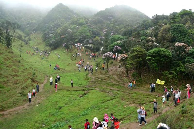 信宜鸡笼顶迎来赏花高峰,日迎游客过万