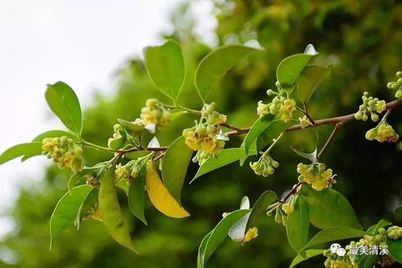 清溪莞香园探秘,又是一年莞香花开时!