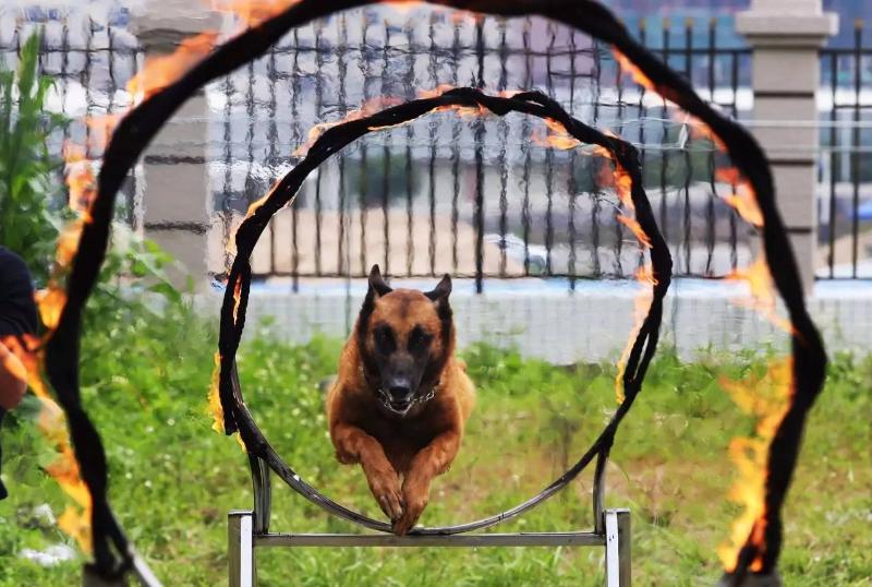 警犬跳火圈训练