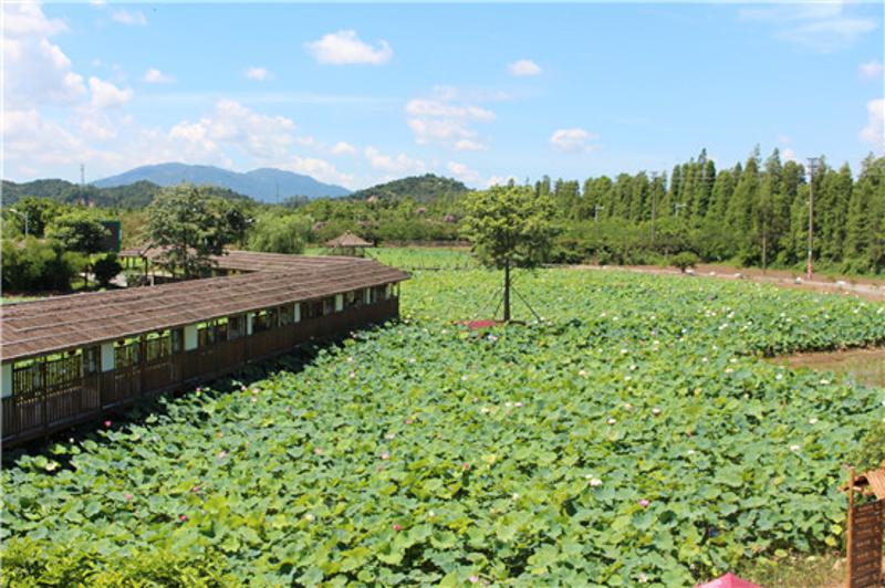 莲江村-赏莲 地点:斗门区莲洲镇 莲江村位于珠海市斗门区莲洲镇莲溪