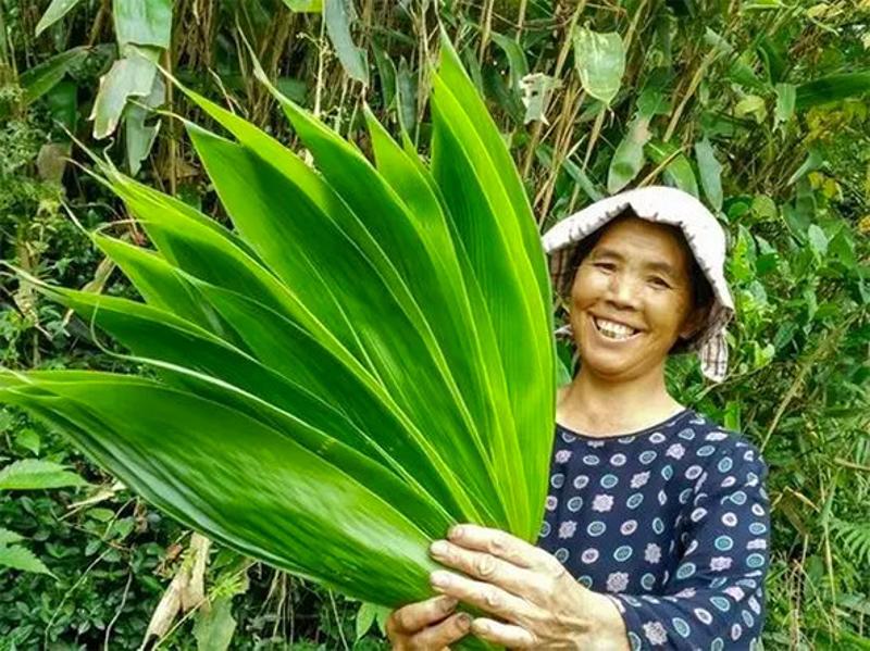 包粽子用的箬竹叶有多大？看图便知。图片来源：www.xinhs.cn