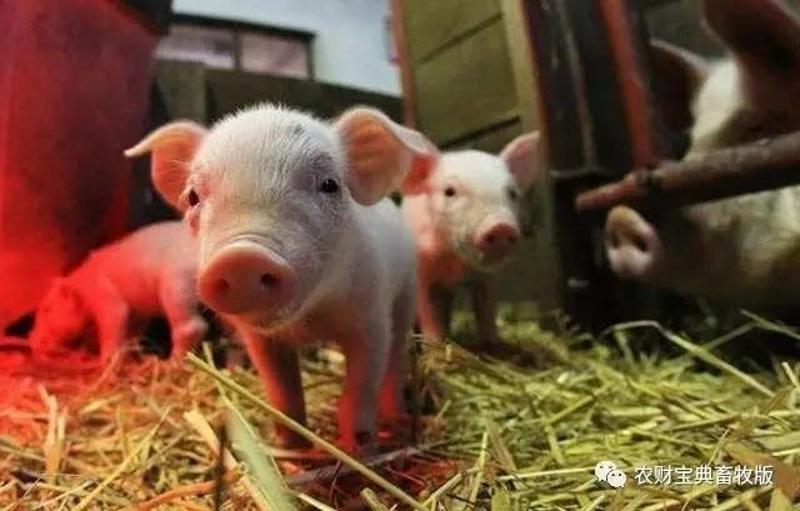 都是以小型猪场为主,德国为什么养猪比中国厉害?