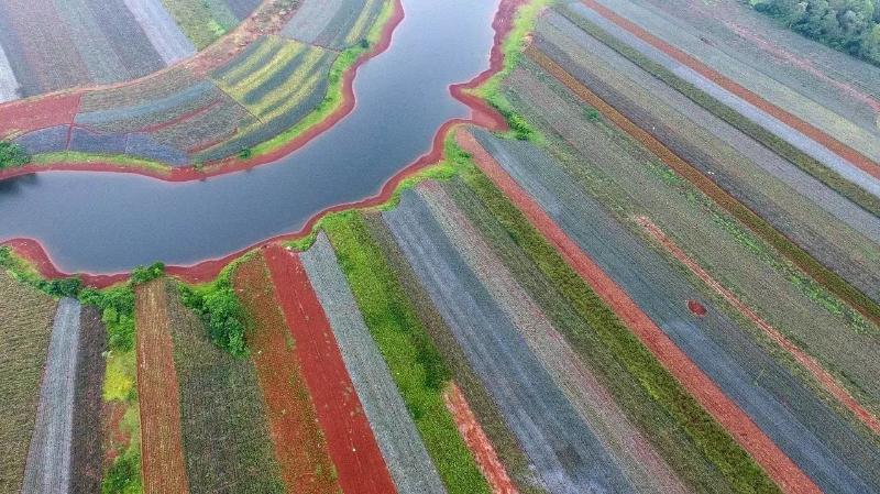 广东省湛江市徐闻县是全国菠萝生产大县,种植面积近30万亩,年均生产