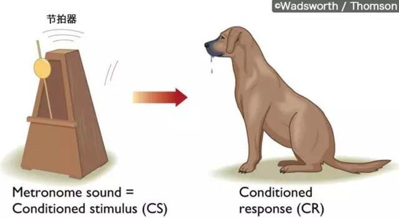 这个故事里有一处小错误:巴甫洛夫训练狗的时候使用了很多装置,但