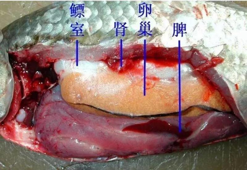 全了鱼虾蟹小龙虾鳖的解剖图都在这里了