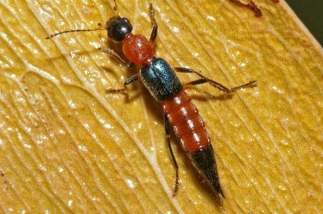 也有人会这么称呼隐翅虫—硫酸蚁宝宝.