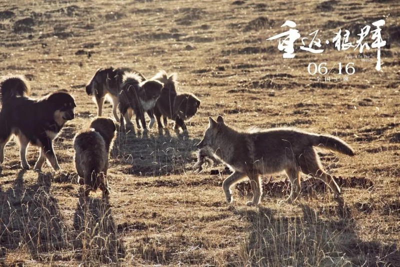 为了让小狼重返狼群,她把自己"野化"