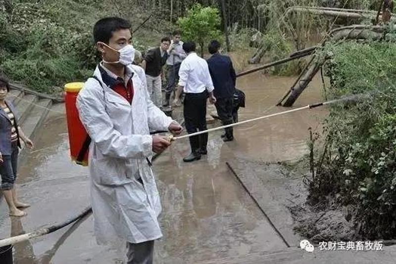 水灾致上万只鸡淹死_上海中致社区服务社_上海华致服饰有限公司