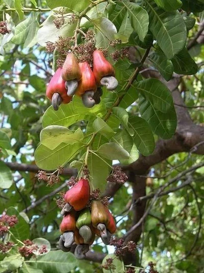 泡果沙拐枣