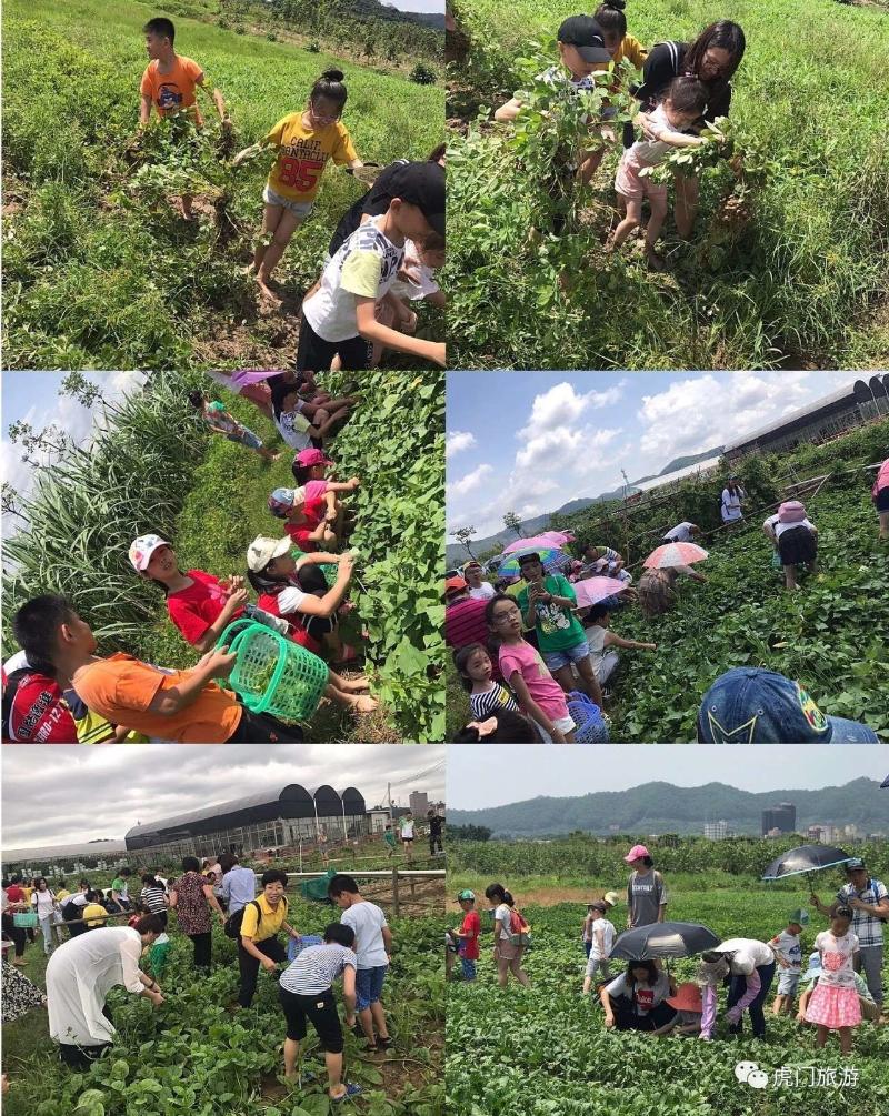 在虎门的暑期亲子活动 | 山林田野间拥抱夏天!