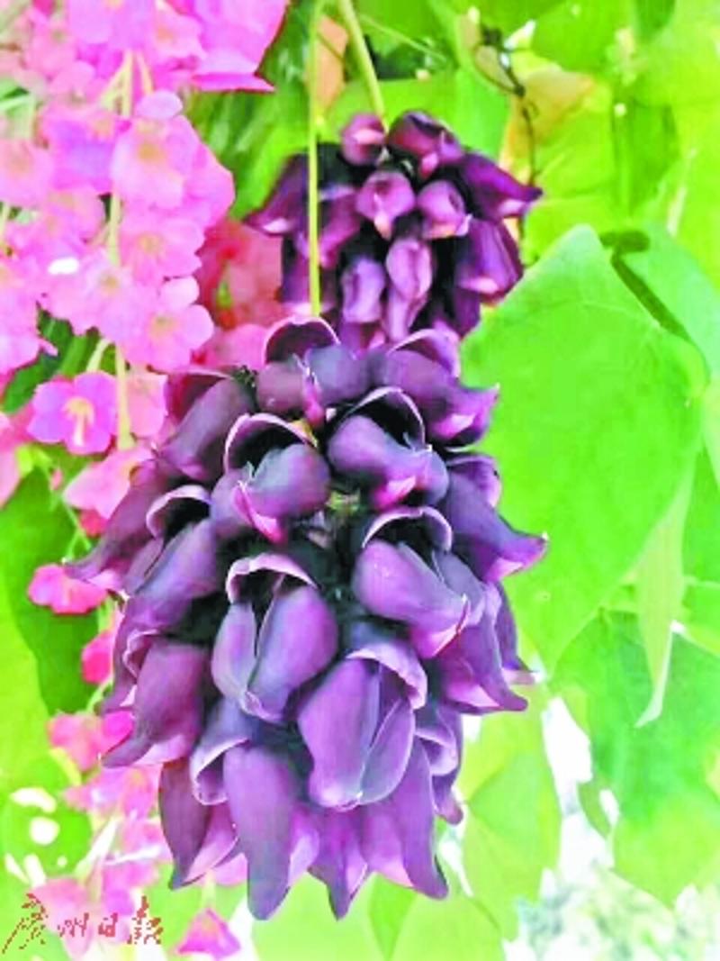 紫色禾雀 盛夏绽放 清远与华南植物园合作引种反季节禾雀花新种