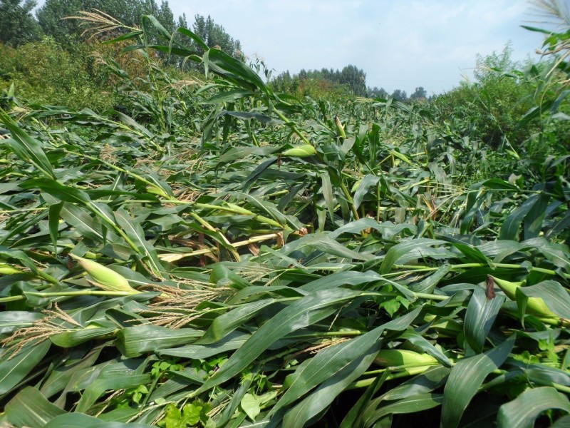 急!急!暴雨袭击致多地玉米倒伏,到底扶不扶?