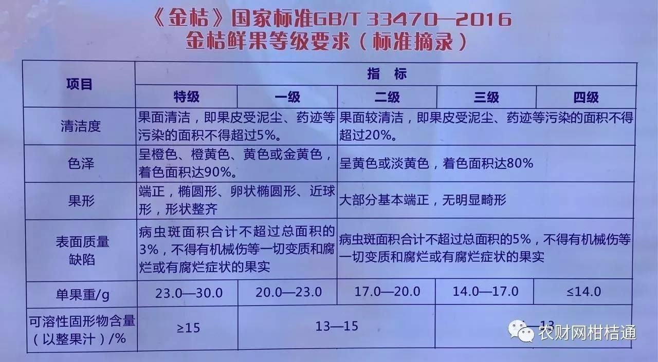 半岛体育记者调研 “三避”技术推十年售价高达10元斤……阳朔缘何成为全国最大金桔(图4)