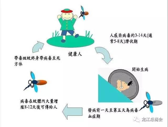 登革病毒感染后可导致隐性感染,登革热,登革出血热,登革出血热我国