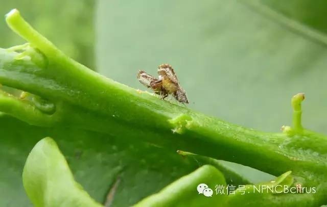 近期木虱猖獗,做好四点,轻松搞定这小虫!